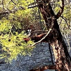 Grallina cyanoleuca at Uriarra Village, ACT - Today by JimL