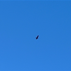 Aquila audax at Uriarra Village, ACT - Today by JimL