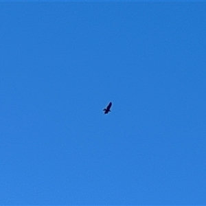 Aquila audax (Wedge-tailed Eagle) at Uriarra Village, ACT - 21 Jun 2025 by JimL