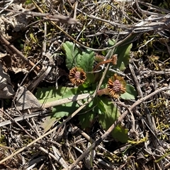 Solenogyne dominii at Yarralumla, ACT - Today by Jennybach