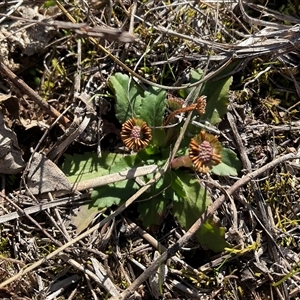 Solenogyne dominii (Smooth Solenogyne) at Yarralumla, ACT - 21 Jun 2025 by Jennybach