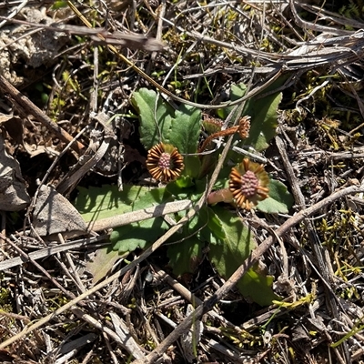 Solenogyne dominii at Yarralumla, ACT - Today by Jennybach