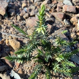 Melichrus urceolatus (Urn Heath) at Yarralumla, ACT - 21 Jun 2025 by Jennybach