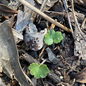 Hydrocotyle laxiflora (Stinking Pennywort) at Yarralumla, ACT - 21 Jun 2025 by Jennybach