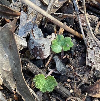 Hydrocotyle laxiflora at Yarralumla, ACT - Today by Jennybach