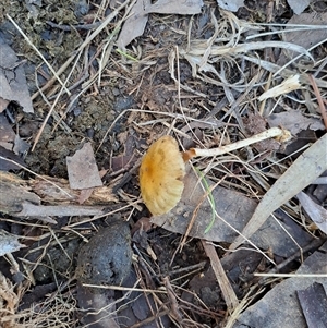 Unverified Cap on a stem; gills below cap [mushrooms or mushroom-like] at Jingellic, NSW - 21 Jun 2025 by linda2644