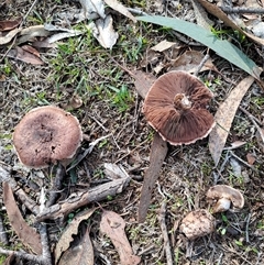 Unverified Cap on a stem; gills below cap [mushrooms or mushroom-like] at Lankeys Creek, NSW - 19 Jun 2025 by linda2644