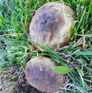 Scleroderma sp. (Scleroderma) at Penrose, NSW - 21 Jun 2025 by Aussiegall