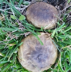 Scleroderma sp. at Penrose, NSW - suppressed