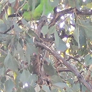 Polytelis swainsonii (Superb Parrot) at Kambah, ACT - 21 Jun 2025 by Cheesey