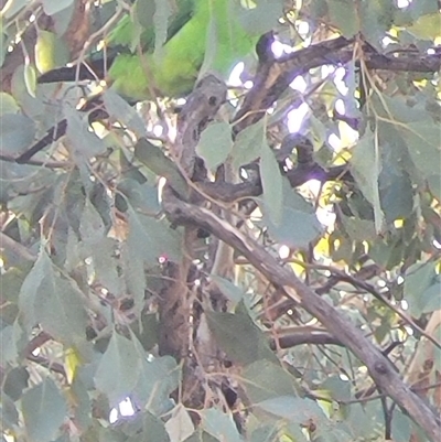 Polytelis swainsonii at Kambah, ACT - Today by Cheesey