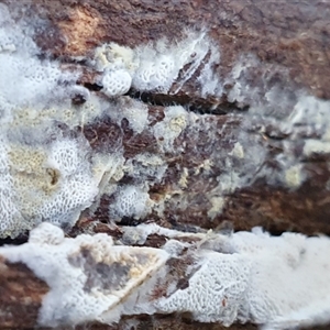 Unverified Other non-black fungi  by Aussiegall