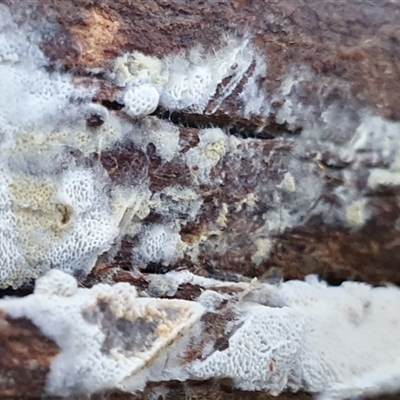 Unverified Other non-black fungi  by Aussiegall