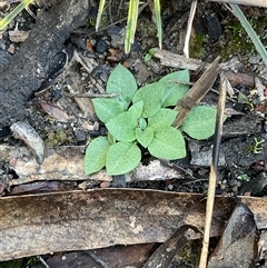 Unverified Plant at Aranda, ACT - Today by Jennybach