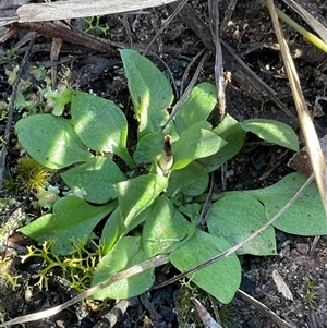 Diplodium sp. (A Greenhood) at Aranda, ACT - 21 Jun 2025 by Jennybach