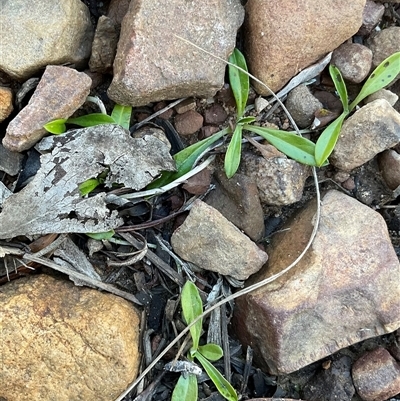 Euchiton japonicus at Aranda, ACT - Today by Jennybach