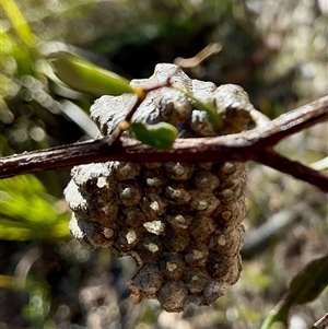 Apocrita (suborder) Nest (Unidentified wasp nest) at Aranda, ACT - 21 Jun 2025 by Jennybach