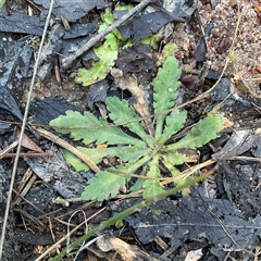 Solenogyne dominii at Aranda, ACT - Today by Jennybach