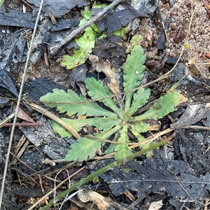 Erigeron sp. at Aranda, ACT - 21 Jun 2025 by Jennybach