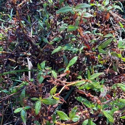 Persicaria prostrata at Aranda, ACT - Today by Jennybach