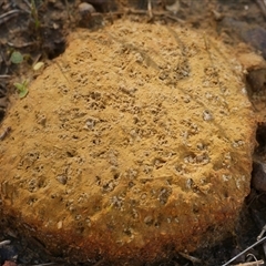 zz puffball at Freshwater Creek, VIC - 13 Jun 2025 by WendyEM