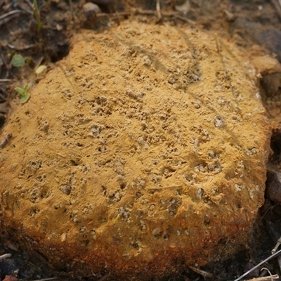 zz puffball at Freshwater Creek, VIC - 13 Jun 2025 by WendyEM