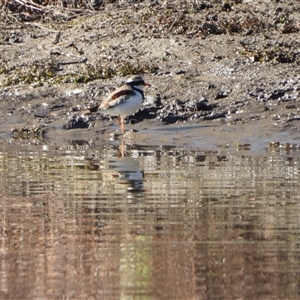 Charadrius melanops (Black-fronted Dotterel) at Strathnairn, ACT - 21 Jun 2025 by LineMarie