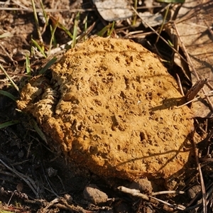 zz puffball at Freshwater Creek, VIC - 13 Jun 2025 by WendyEM