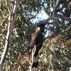 Zanda funerea at Uriarra Village, ACT - Today by LineMarie