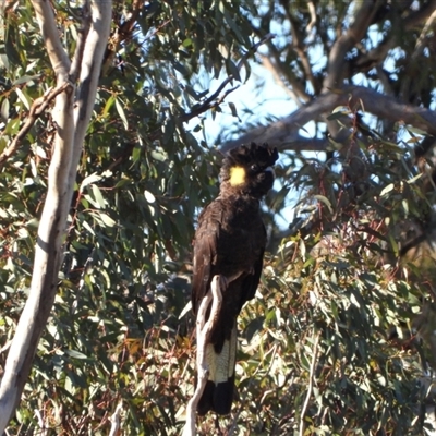 Zanda funerea at Uriarra Village, ACT - Today by LineMarie