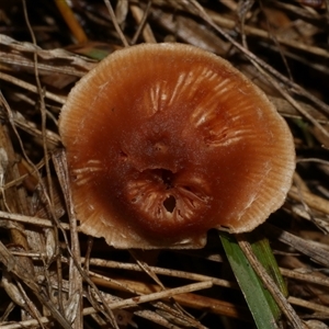 zz agaric (stem; gill colour unknown) at Freshwater Creek, VIC - 13 Jun 2025 by WendyEM