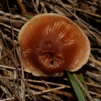 zz agaric (stem; gill colour unknown) at Freshwater Creek, VIC - 13 Jun 2025 by WendyEM