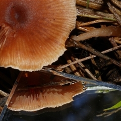 zz agaric (stem; gill colour unknown) at Freshwater Creek, VIC - 13 Jun 2025 by WendyEM