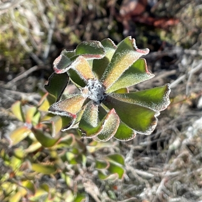 Persoonia rigida at Aranda, ACT - Today by Jennybach