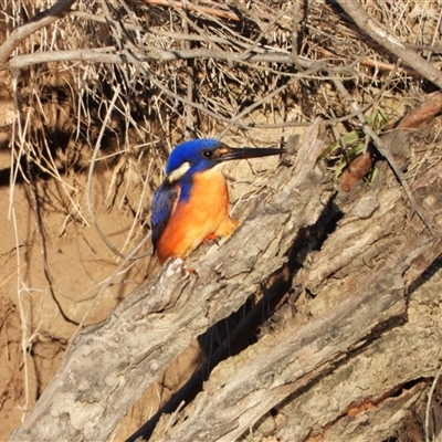 Ceyx azureus at Uriarra Village, ACT - Today by LineMarie
