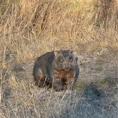 Vombatus ursinus at Uriarra Village, ACT - Today by LineMarie