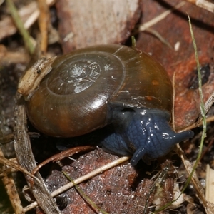 Oxychilus alliarius (Garlic Snail) at Freshwater Creek, VIC - 4 May 2025 by WendyEM