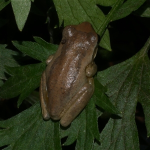 Litoria ewingii at Freshwater Creek, VIC - 5 May 2025 by WendyEM