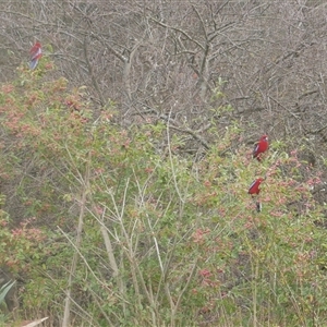 Platycercus elegans (Crimson Rosella) at Freshwater Creek, VIC - 7 May 2025 by WendyEM