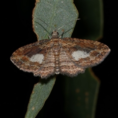 Chloroclystis filata (Filata Moth, Australian Pug Moth) at Freshwater Creek, VIC - 8 May 2025 by WendyEM