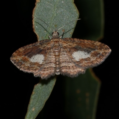 Chloroclystis filata (Filata Moth, Australian Pug Moth) at Freshwater Creek, VIC - 8 May 2025 by WendyEM