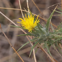 Unverified Other Wildflower or Herb at Strathnairn, ACT - 13 May 2025 by ConBoekel