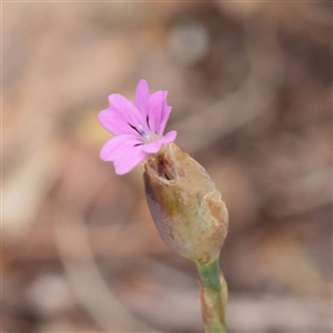 Petrorhagia sp. at Strathnairn, ACT - 13 May 2025 by ConBoekel