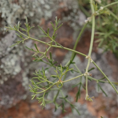 Clematis leptophylla at Strathnairn, ACT - 13 May 2025 by ConBoekel