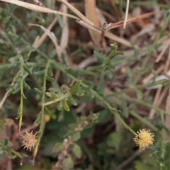 Unverified Daisy at Strathnairn, ACT - 13 May 2025 by ConBoekel