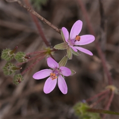 Unverified Other Wildflower or Herb at Strathnairn, ACT - 13 May 2025 by ConBoekel