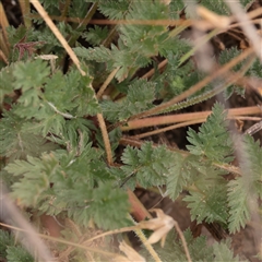 Erodium cicutarium at Strathnairn, ACT - 13 May 2025 10:40 AM