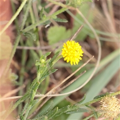 Unverified Daisy at Strathnairn, ACT - 13 May 2025 by ConBoekel