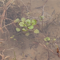 Rorippa nasturtium-aquaticum (Watercress) at Strathnairn, ACT - 13 May 2025 by ConBoekel