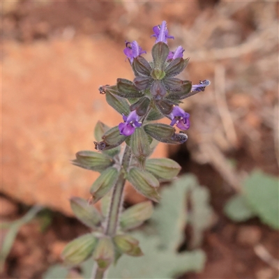 Unverified Other Wildflower or Herb at Macnamara, ACT - 13 May 2025 by ConBoekel